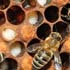 Honigbiene - Drohnenwabe