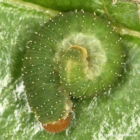 Weißgegürtelte Rosenblattwespe - Larve