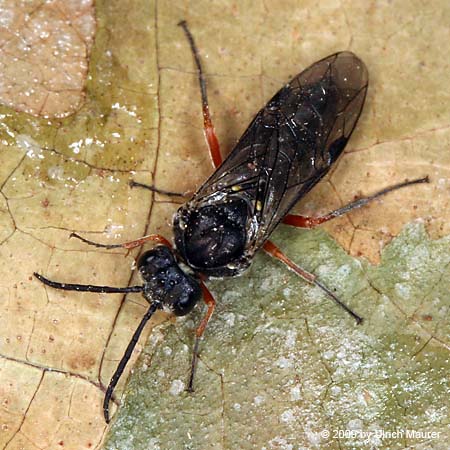 Dolerus vestigialis