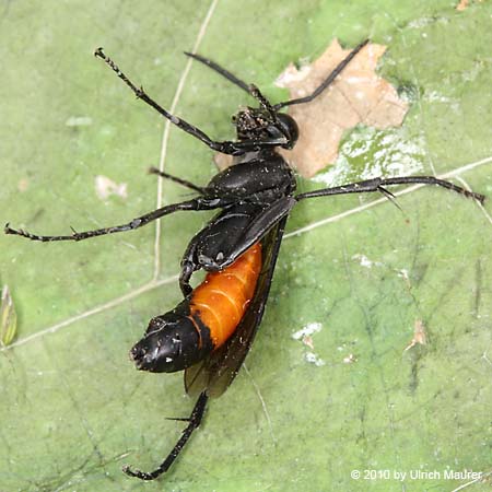 Macrophya annulata