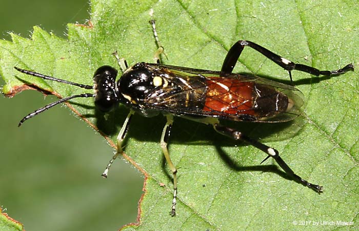 Macrophya militaris