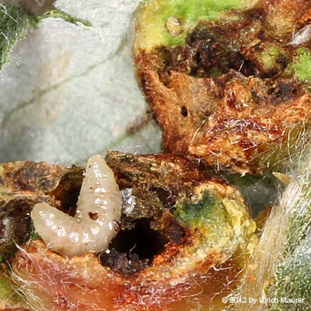 Pontania proxima - Galle