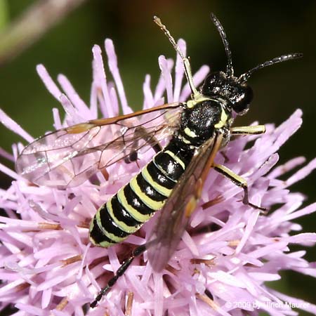 Tenthredo brevicornis