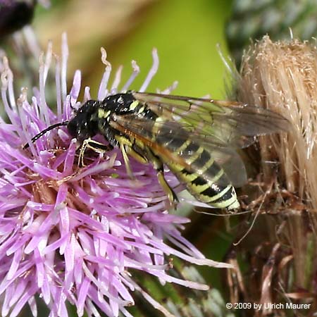 Tenthredo brevicornis