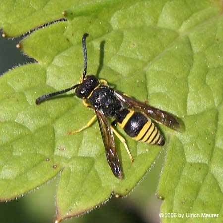 Ancistrocerus nigricornis