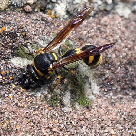 Eumenes coronatus