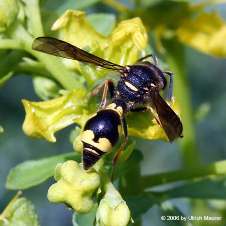 Eumenes sp.