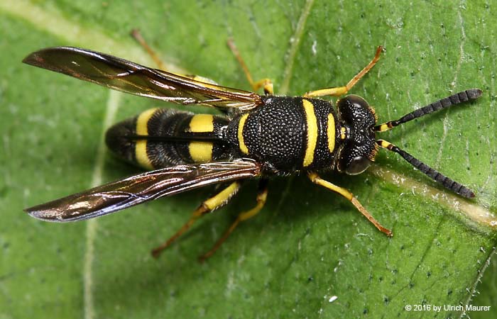 Leucospis dorsigera