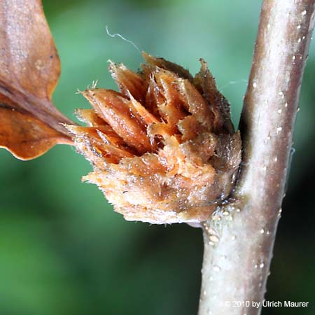 Andricus foecundarix