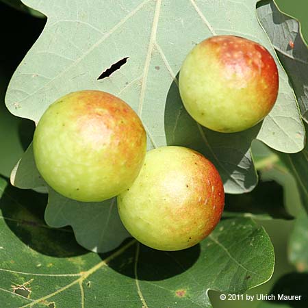 Gewöhnlicher Eichengallapfel