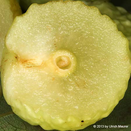 Gewöhnlicher Eichengallapfel