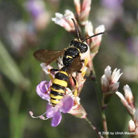 Bienenjagende Knotenwespe