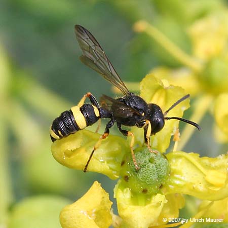 Bienenjagende Knotenwespe