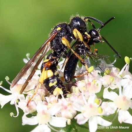 Bienenjagende Knotenwespe