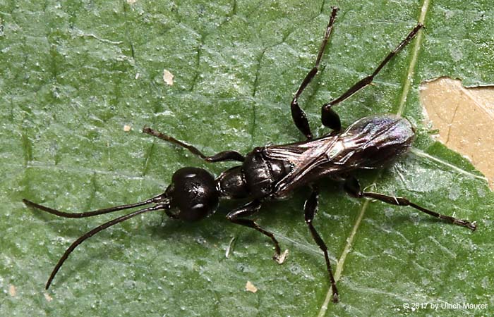 Dolichurus corniculus