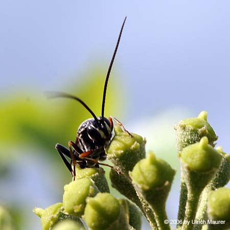 Diphyus sp.