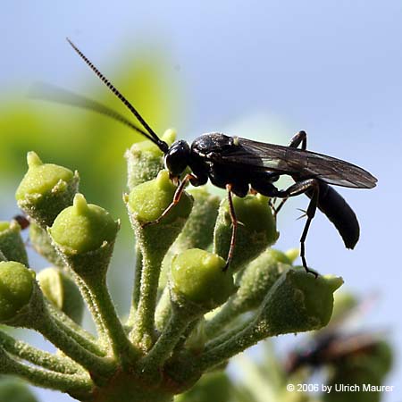 Diphyus sp.