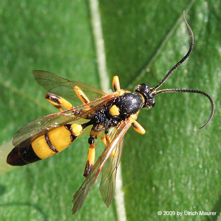 Ichneumon xanthorius