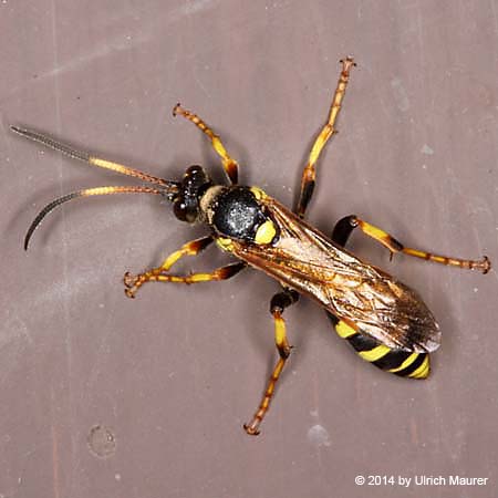 Ichneumon xanthorius