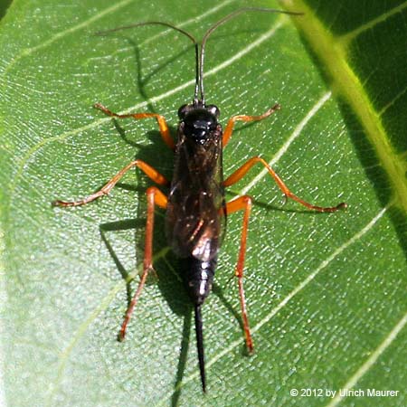 Ichneumonidae spec.