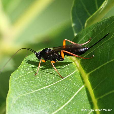 Ichneumonidae spec.