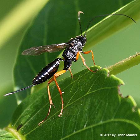 Ichneumonidae spec.