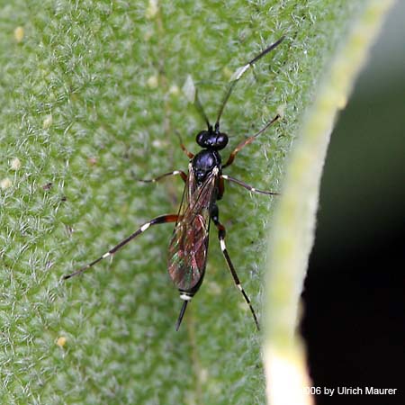 Ichneumonidae sp.