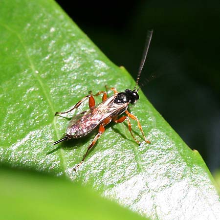 Pimpla rufipes