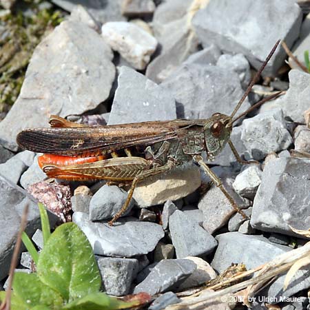 Brauner Grashüpfer