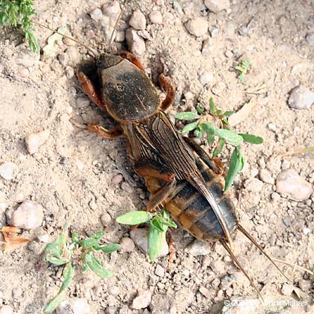 Europäische Maulwurfsgrille