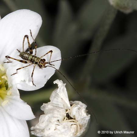 Phaneroptera sp.