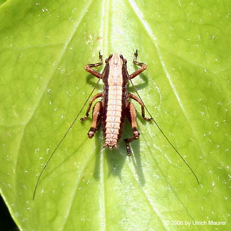 Gewöhnliche Strauchschrecke - Larve