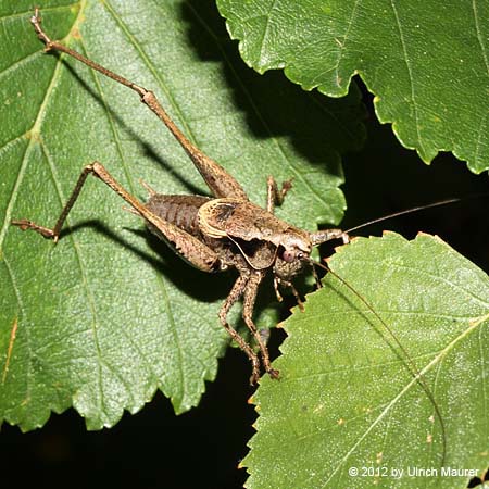 Gewöhnliche Strauchschrecke