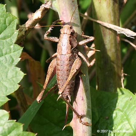 Gewöhnliche Strauchschrecke