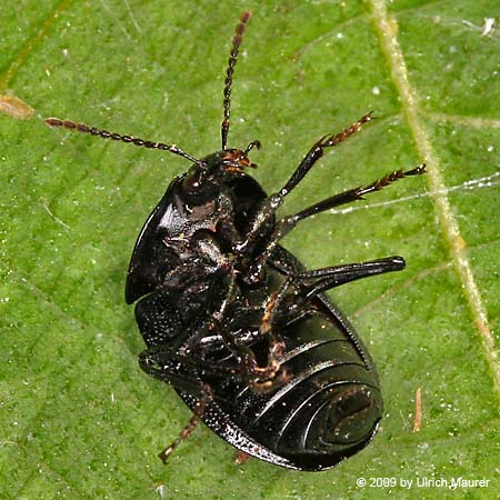 Schwarzer Schneckenjäger