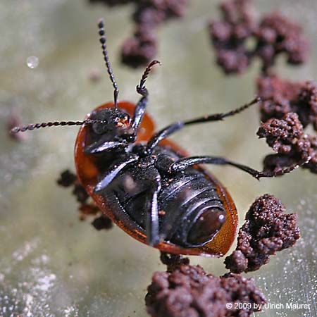 Schwarzer Schneckenjäger