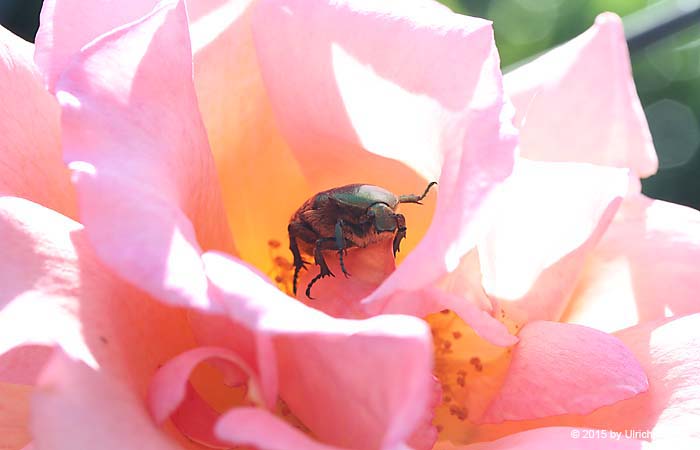 Gemeiner Rosenkäfer