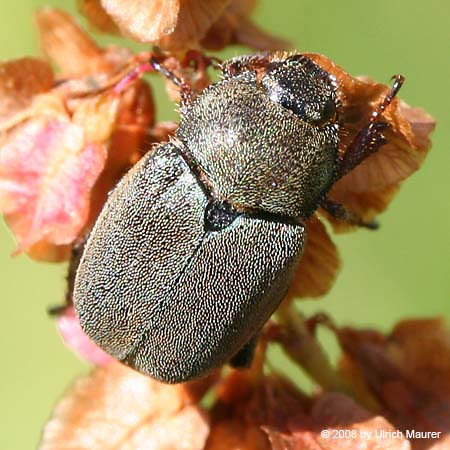 Hoplia sp.