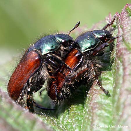 Gartenlaubkäfer