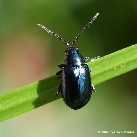 Unechter Kohlerdfloh