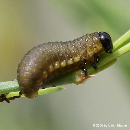 Gemeines Spargelhähnchen - Larve