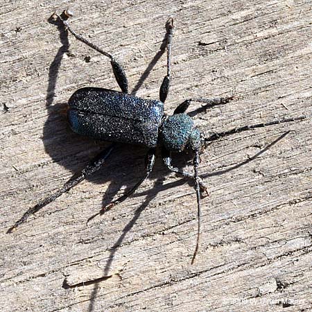 Blauvioletter Scheibenbock