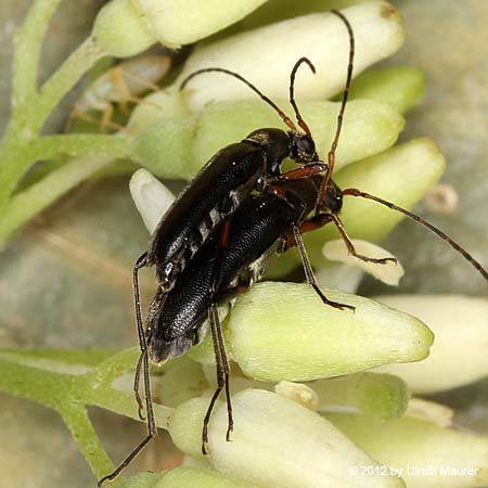 Mattschwarzer Blütenbock