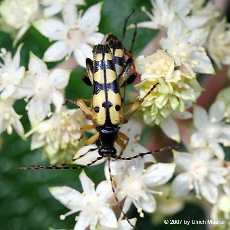 Gefleckter Schmalbock