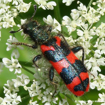 Zottiger Bienenkäfer