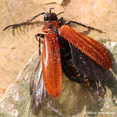 Orangefarbener Feuerkäfer