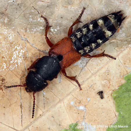 Platydracus stercorarius