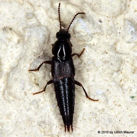 Quedius fumatus