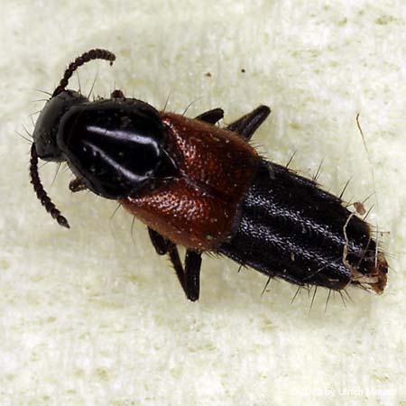 Quedius ochripennis