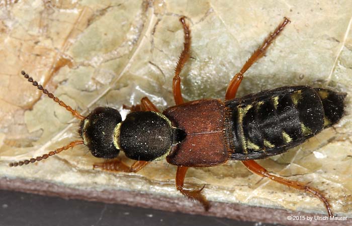 Staphylinus dimidiaticornis